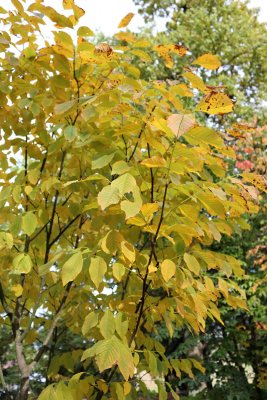 Cladrastis lutea 'Perkins Pink' - křehovětvec - větve podzim